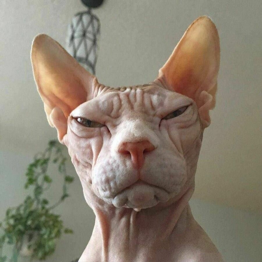 Кот породы Донской сфинкс