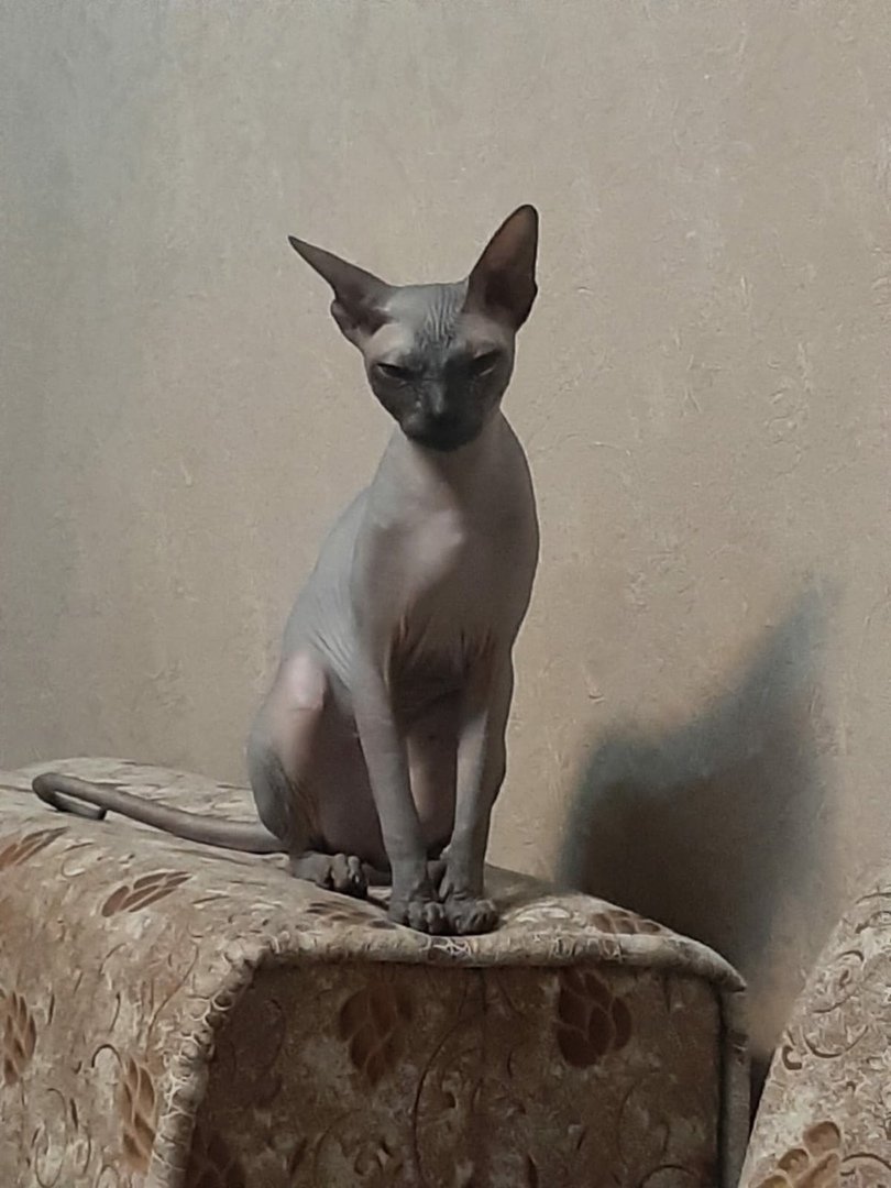 Лысый кот улыбается