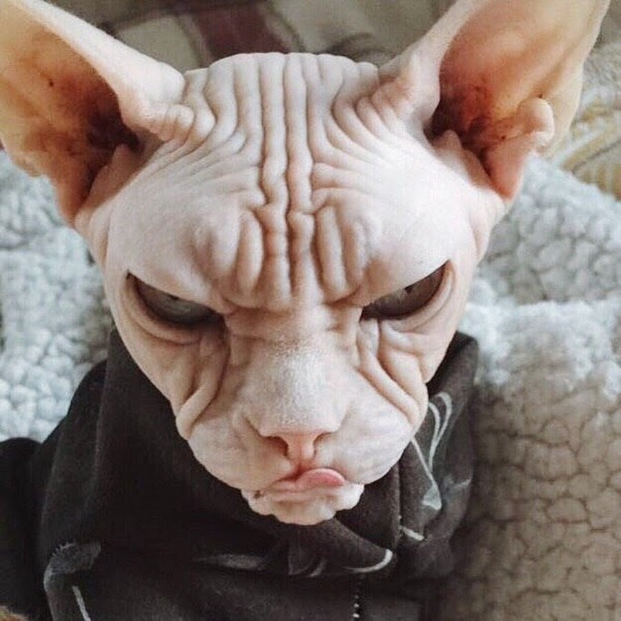 Лысая кошка накрашенная