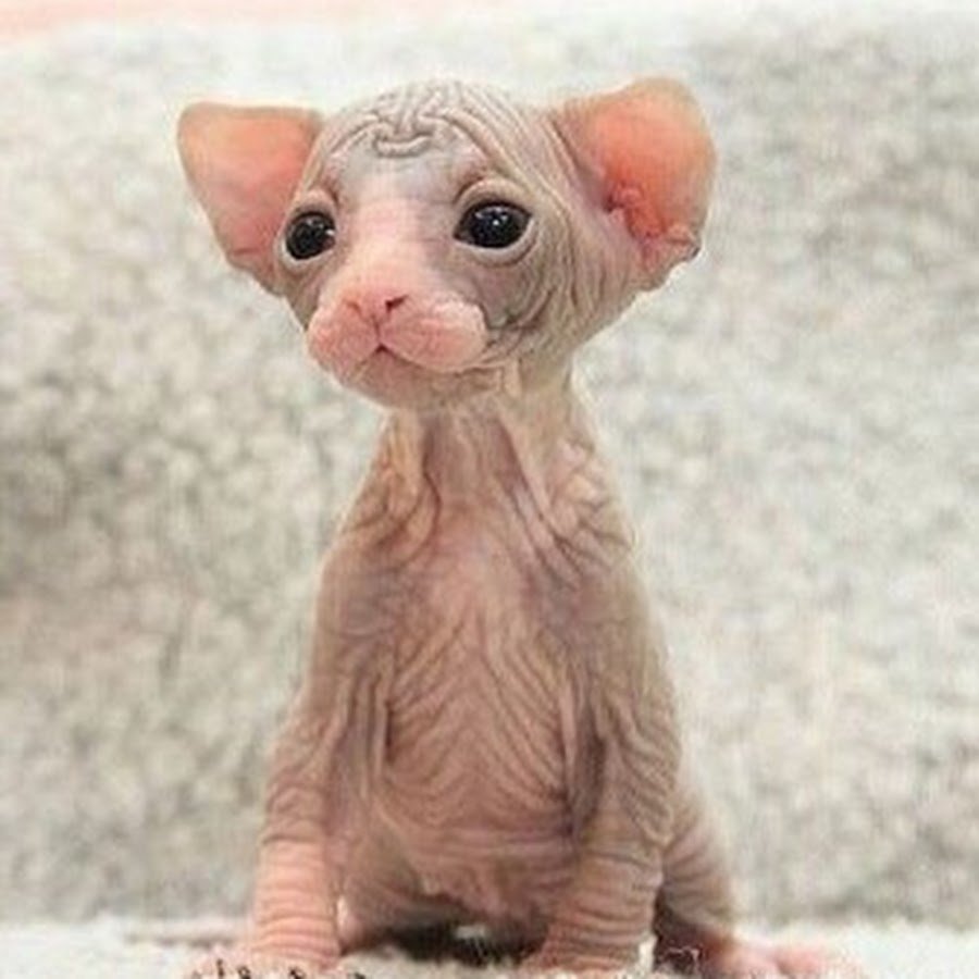 Доброе утро сфинкс кот