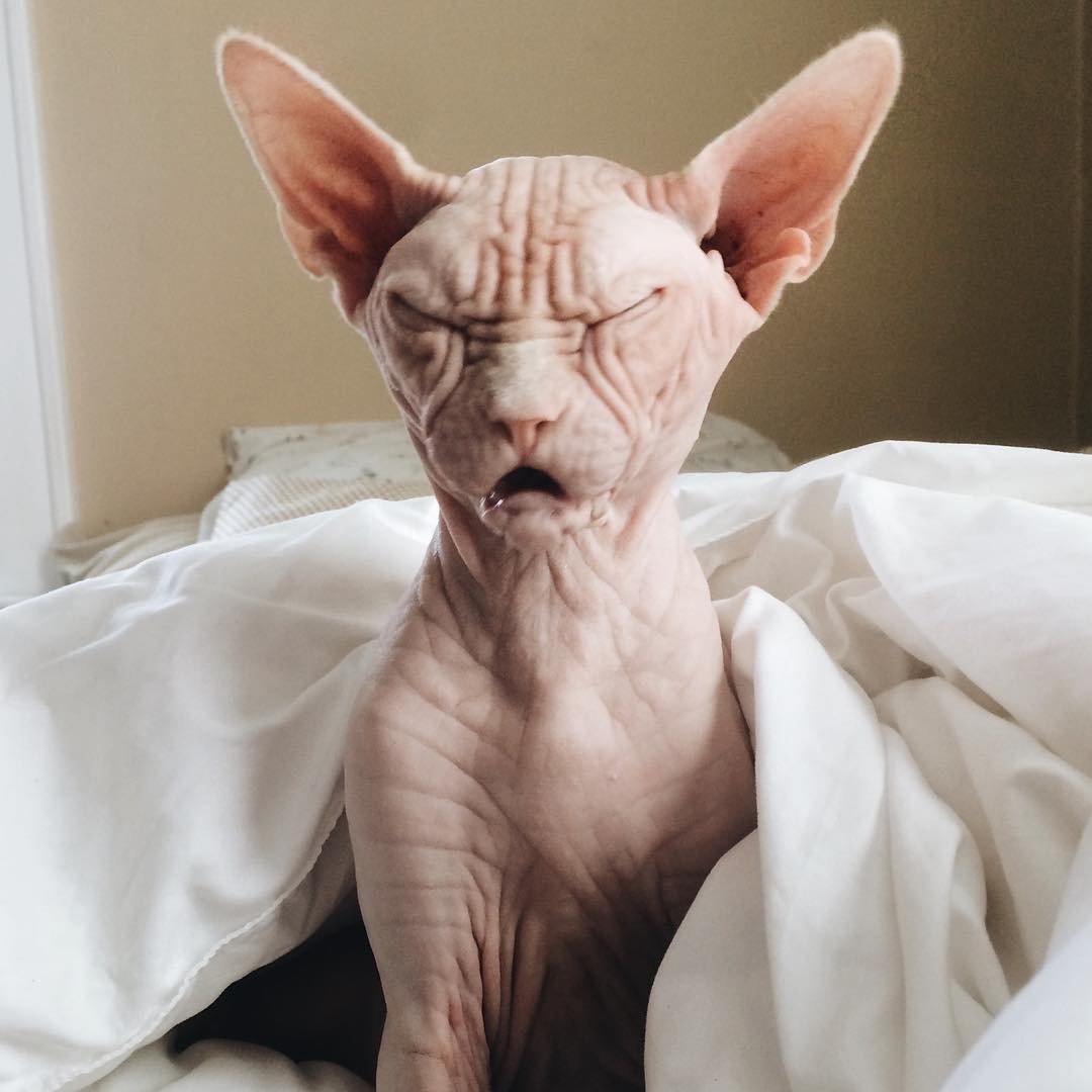 Страшный кот