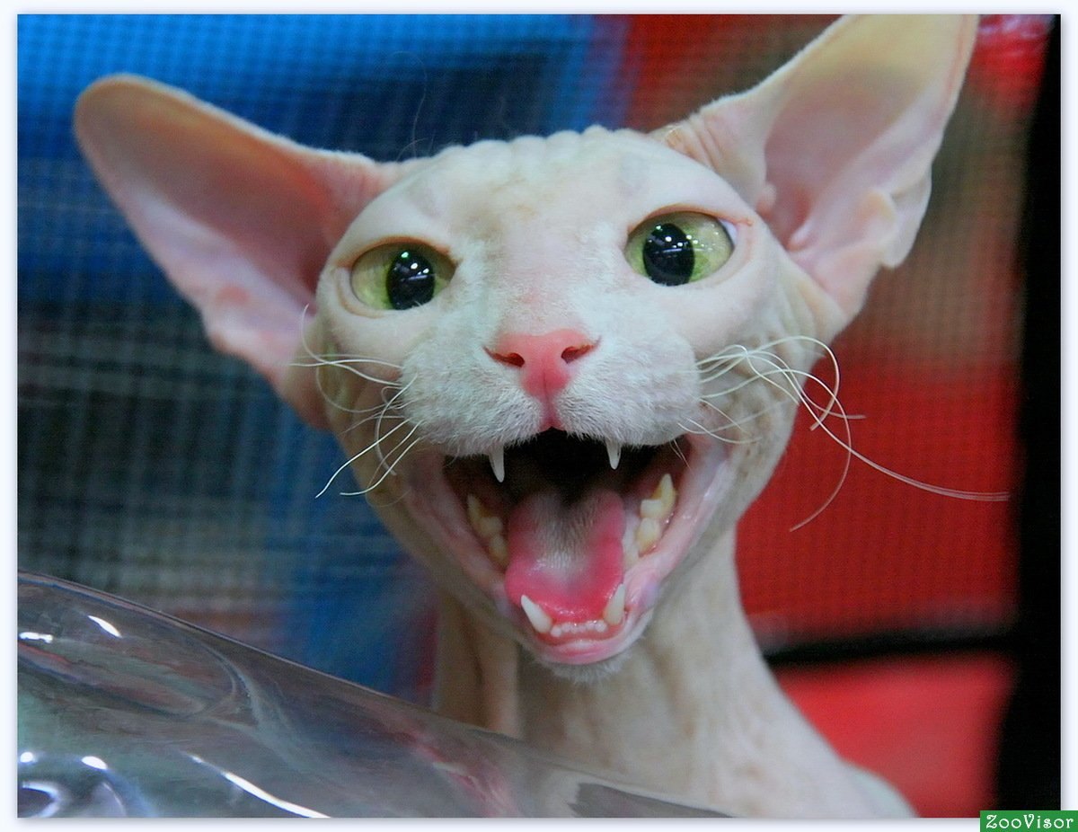 Донской сфинкс ласковый