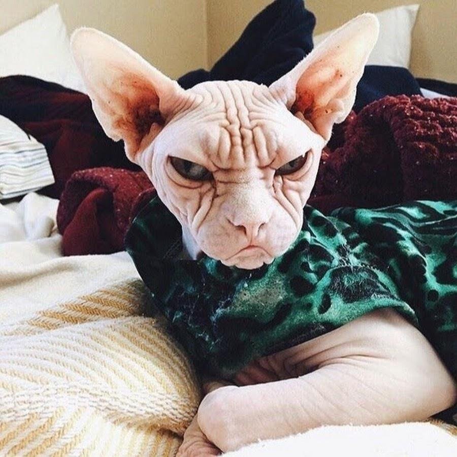 Морщинистый канадский сфинкс