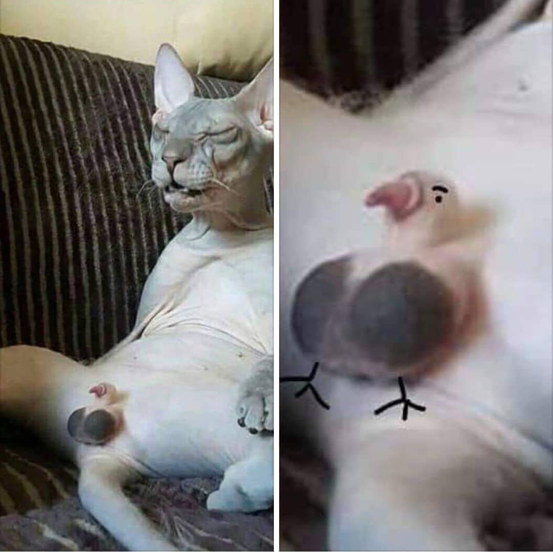 Мама сфинкса