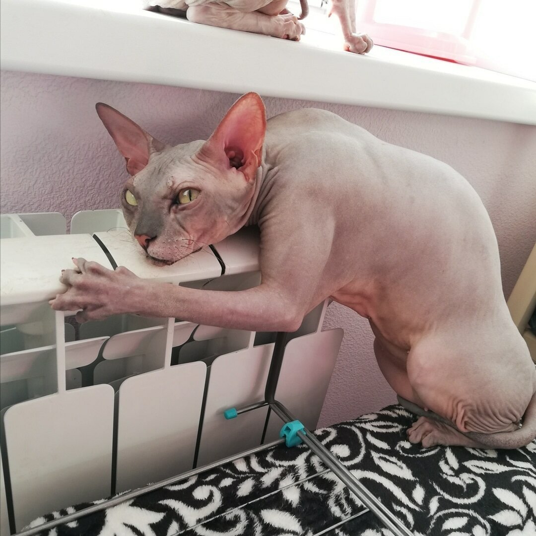 Лысые коты мемы