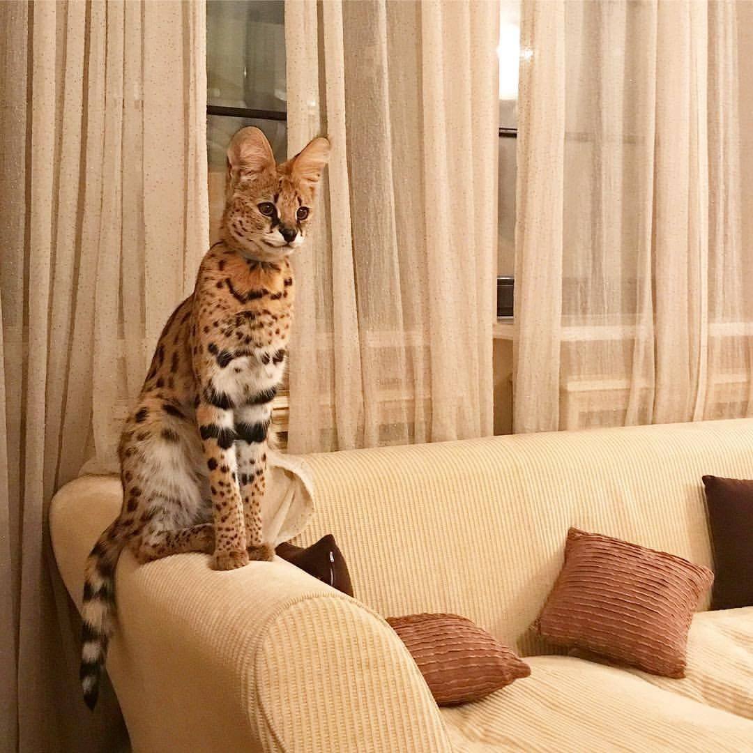 Кот сервал гуччи