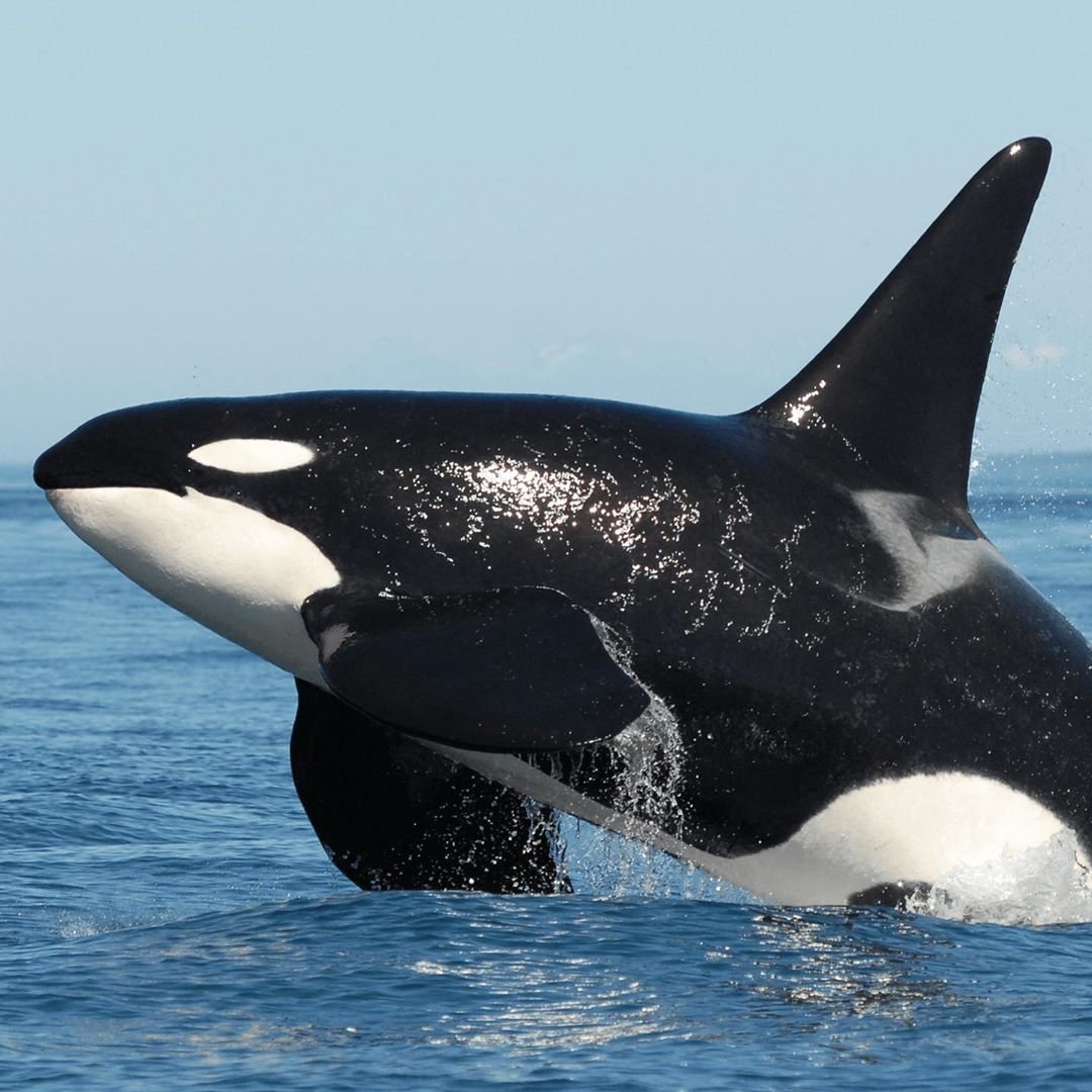 Касатка охотится