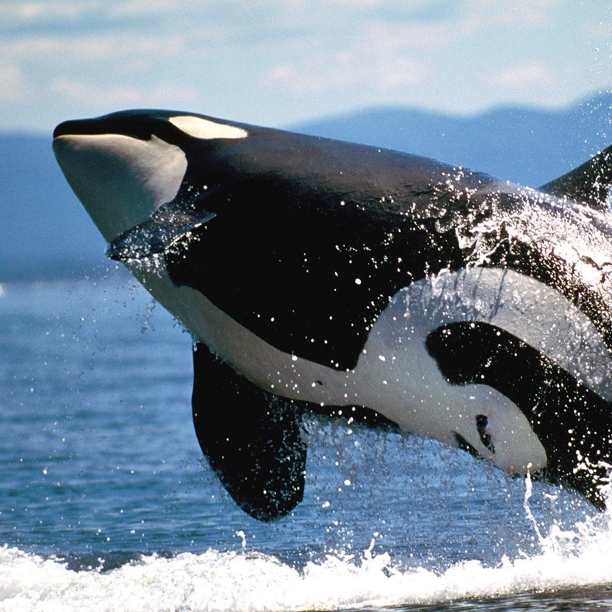 Милые касатки