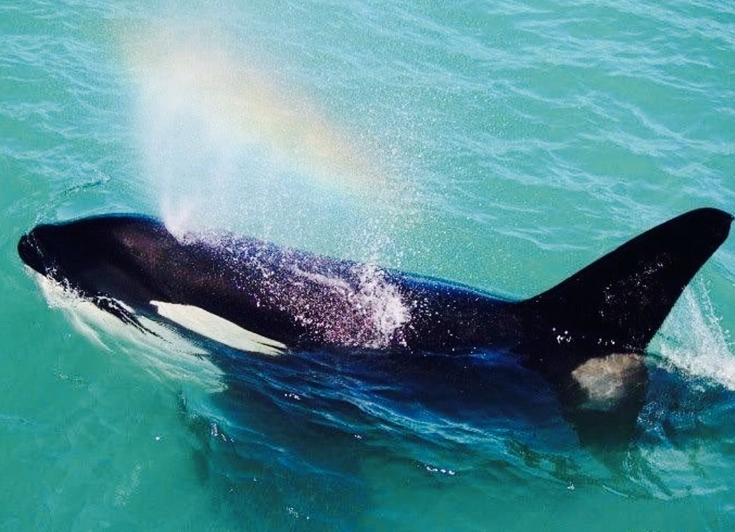 Касатка хищник убийца