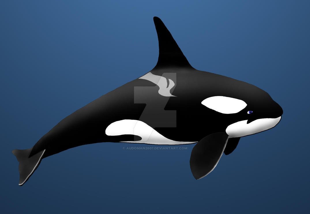 Касатки на Камчатке