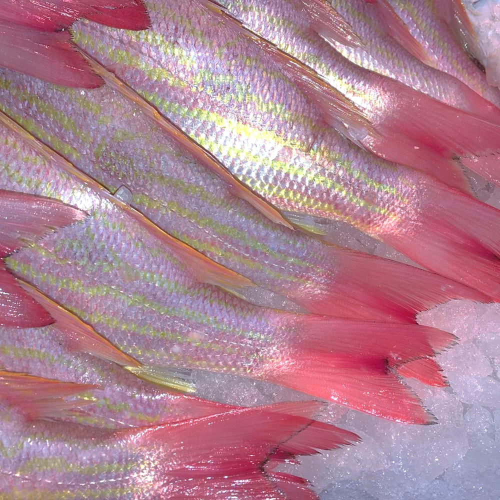 Голубые рыбки Эстетика