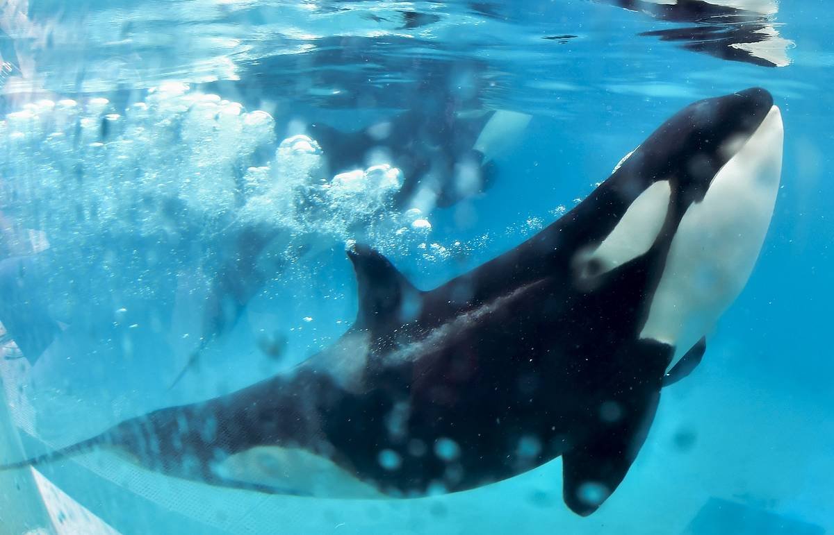 Касатка выпрыгивает из воды рисунок