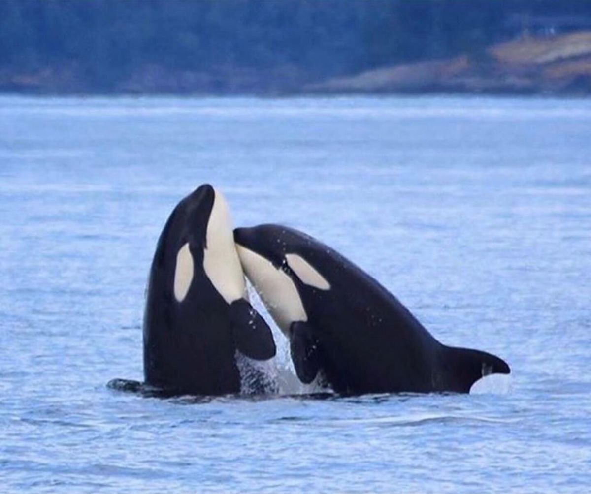 Дельфины на Камчатке