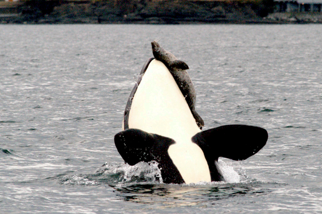 Касатка рыба