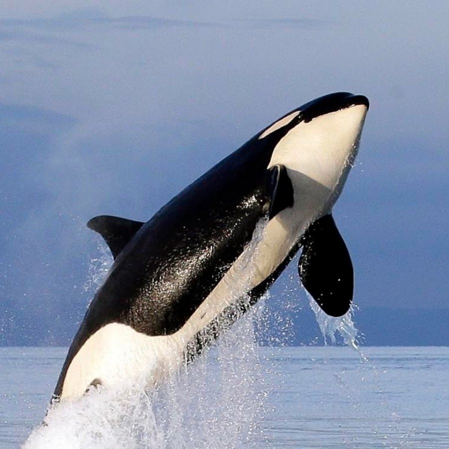 Косатка (млекопитающее)