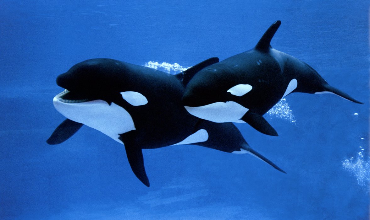 Орка кит убийца арт