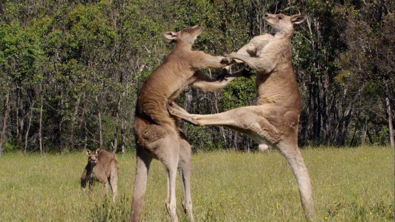 Спаривание с вуки. Кенгуру дерутся с кенгуру. Боевой кенгуру.