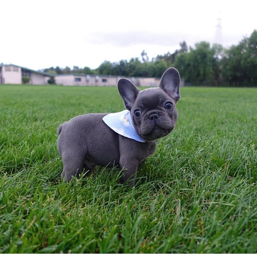 Голубой фавн французский бульдог