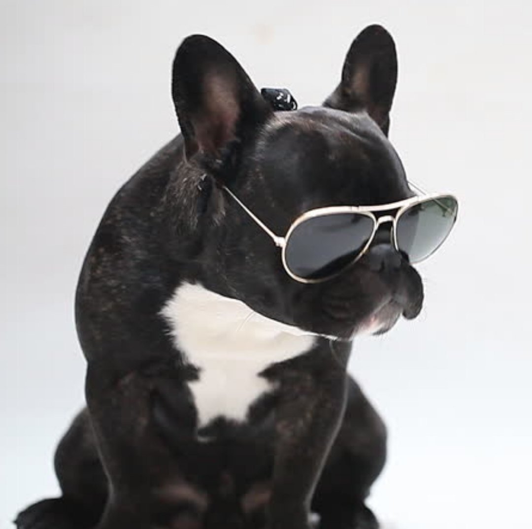 Одежда для французского бульдога