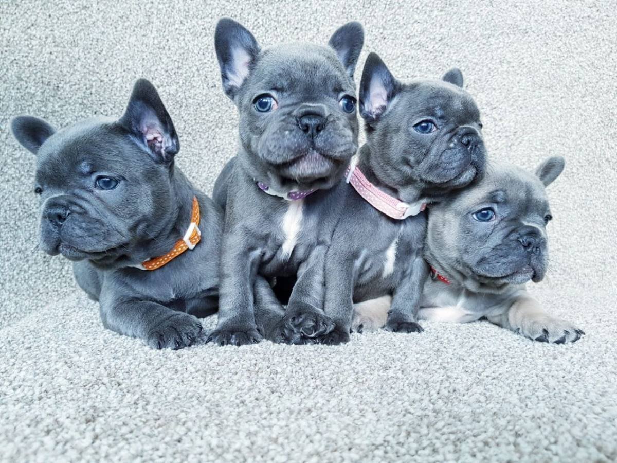 Голубой французский бульдог