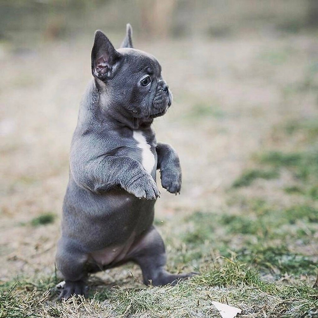 Французский бульдог подпалый