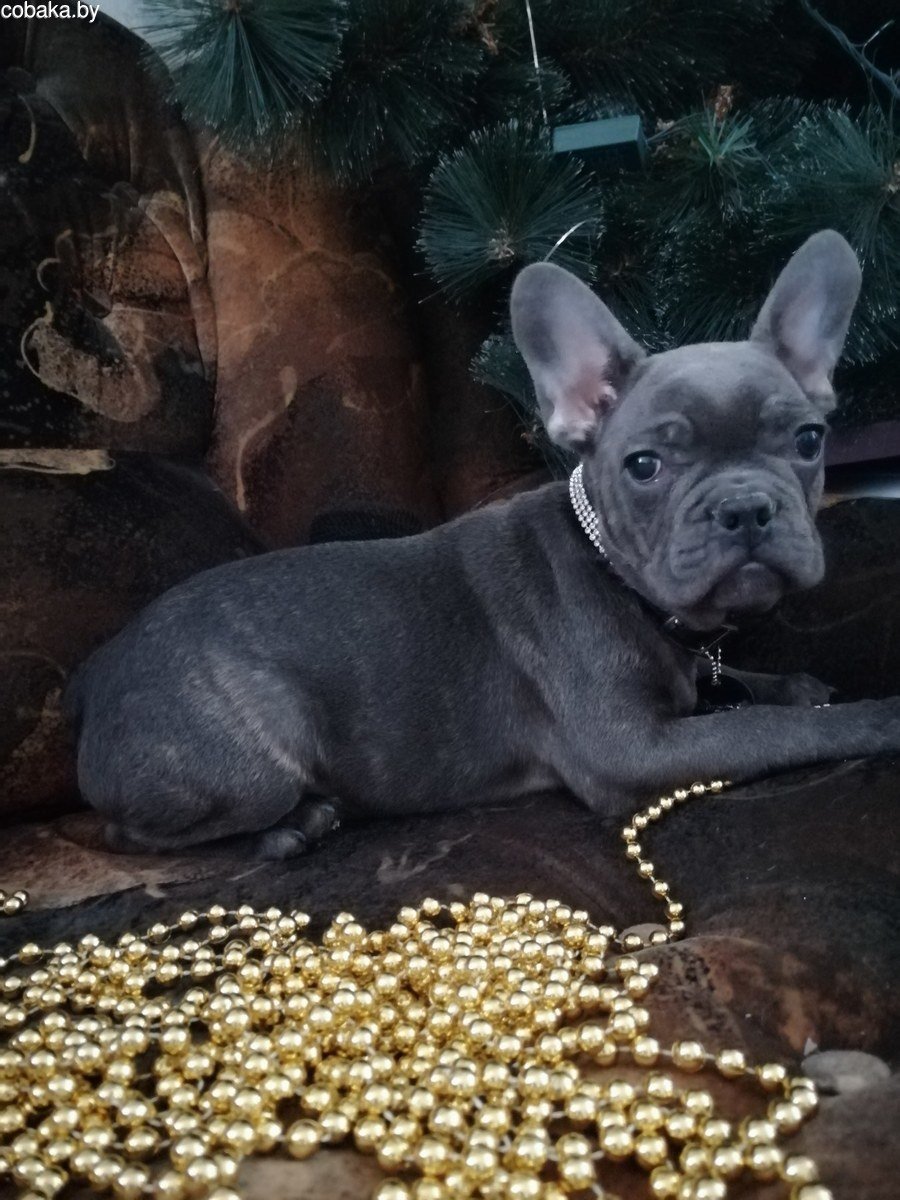 Французский бульдог голубого окраса