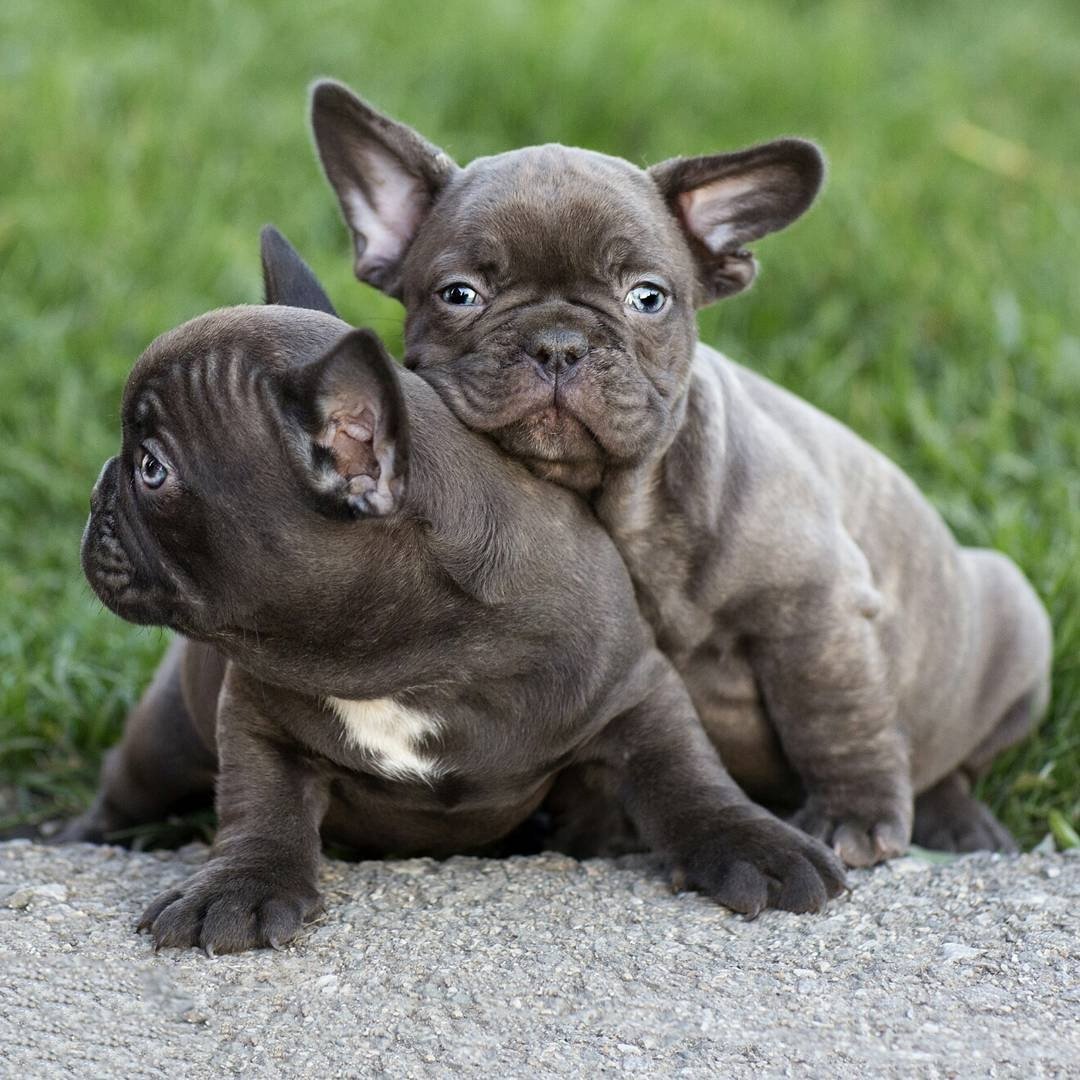 Французский бульдог бело голубой окрас