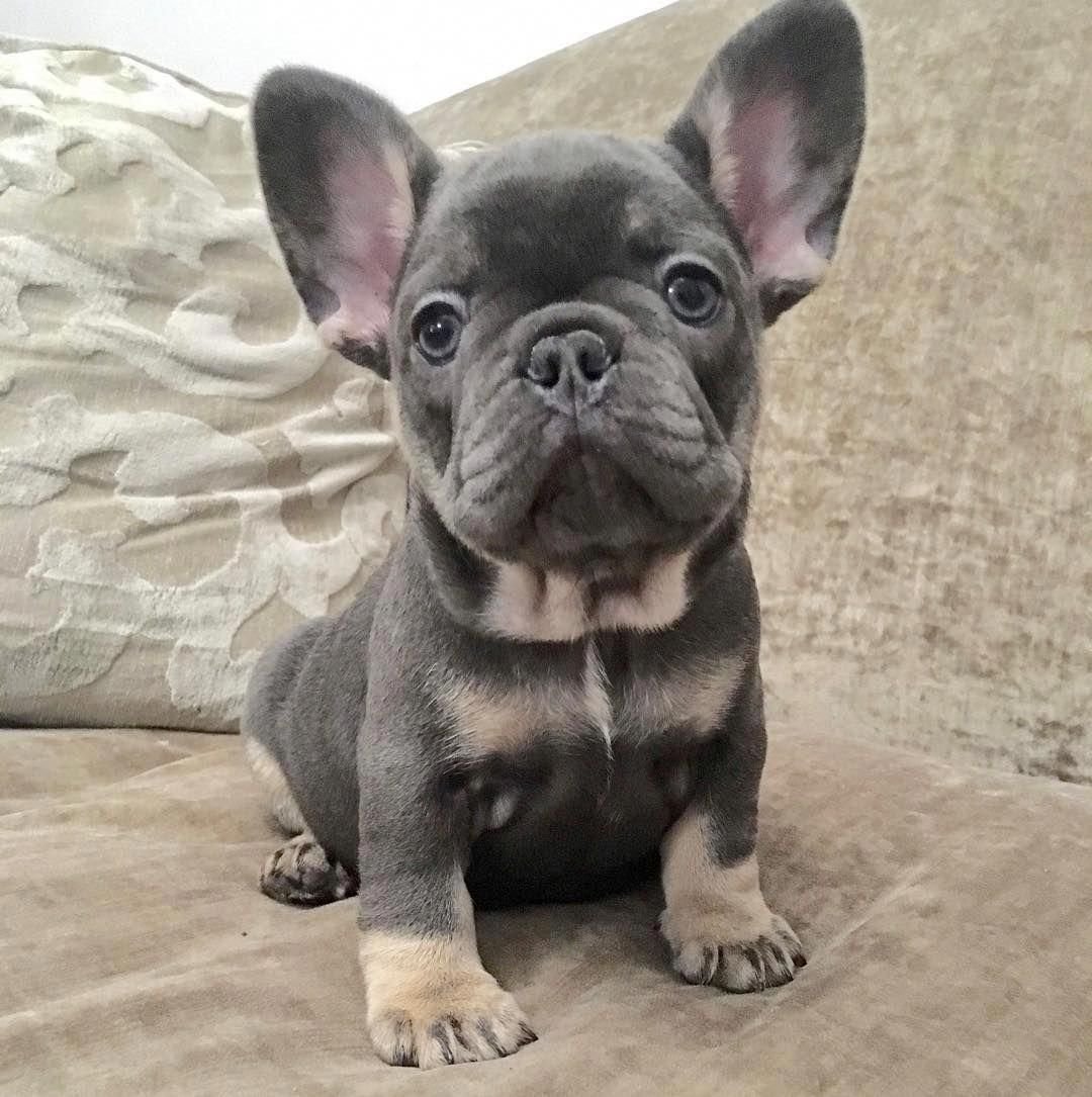 Бульдожка французский малыш