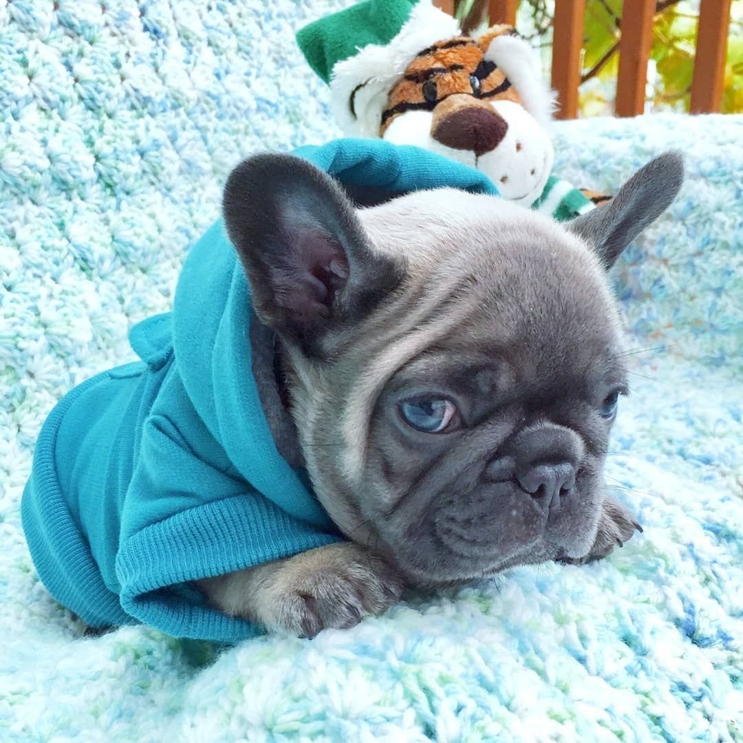 Французский бульдог ест Арбуз