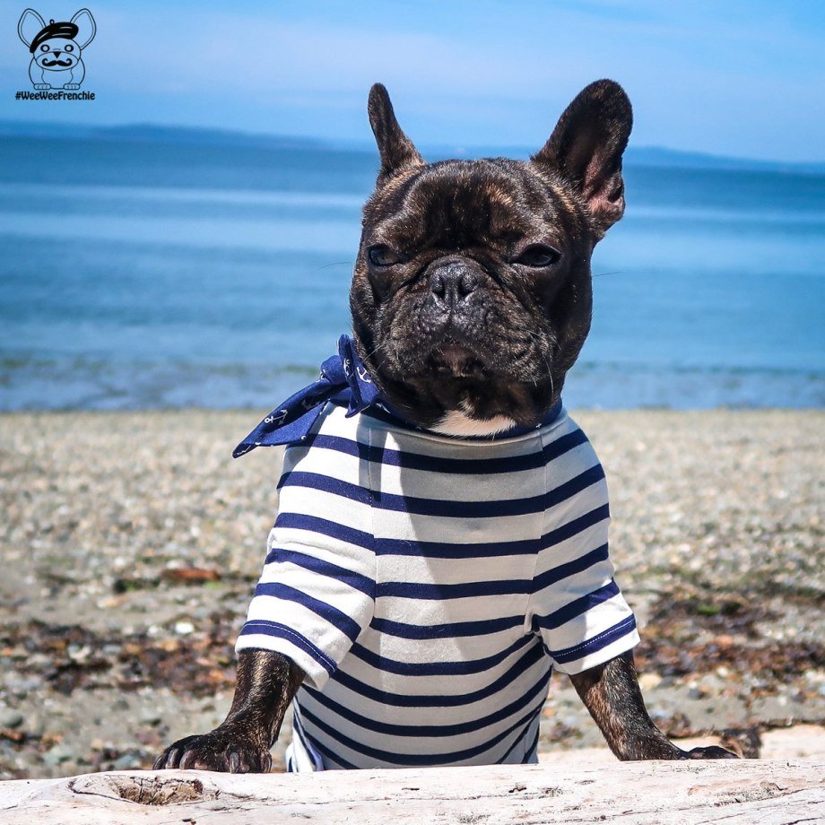 Голубой Солид французский бульдог