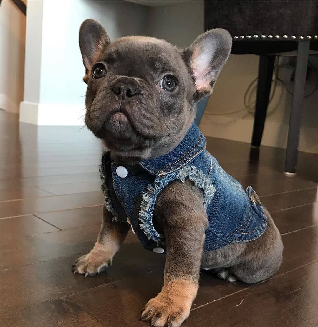 Бульдог в капюшоне