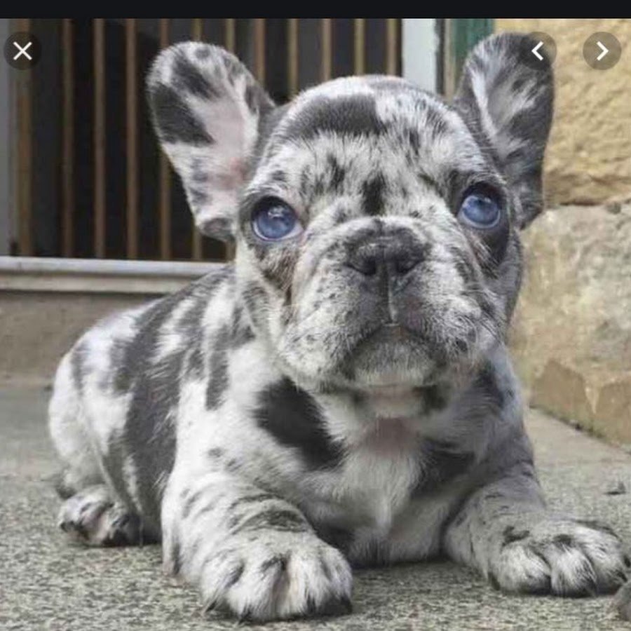 Окрас французского бульдога стандарт