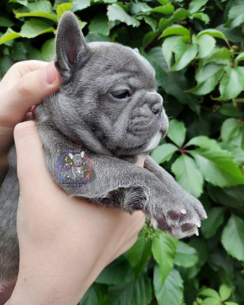 Голубой Лилак французский бульдог