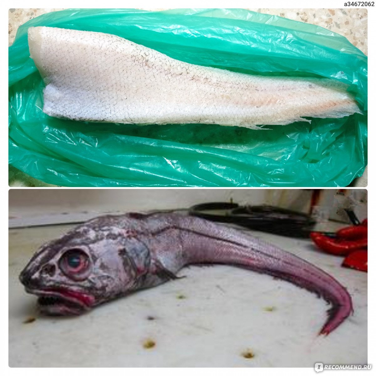 Крыса с хвостом рыбы