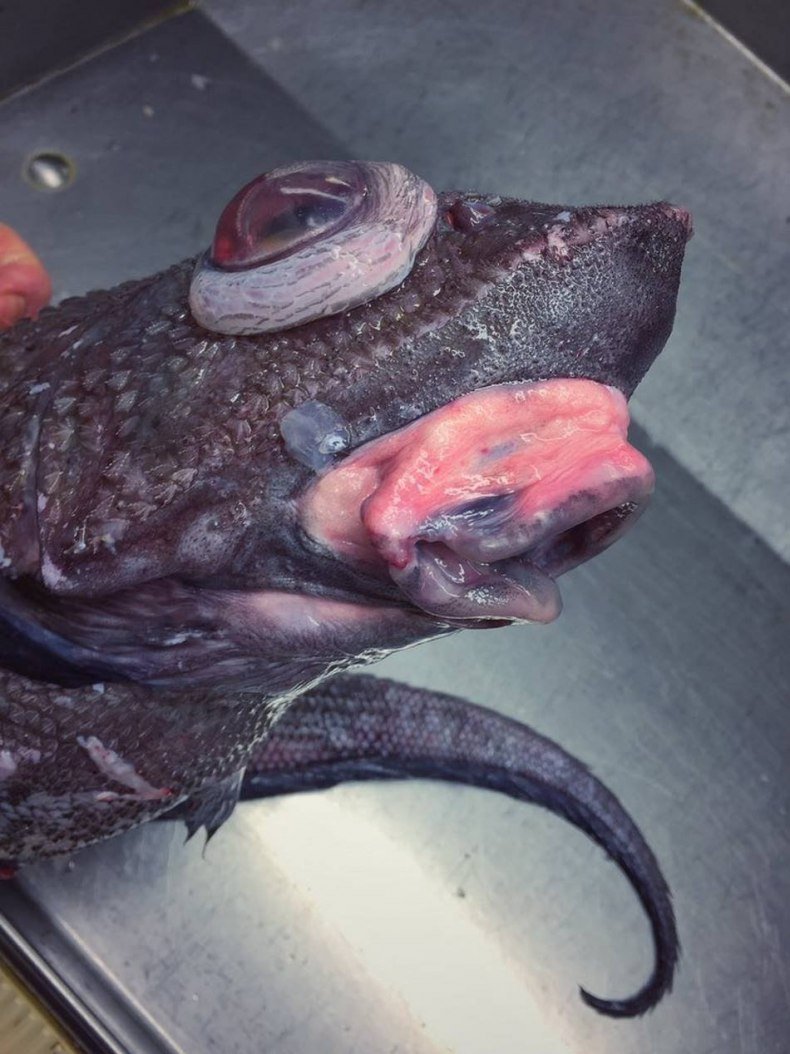 Морская рыба макрурус