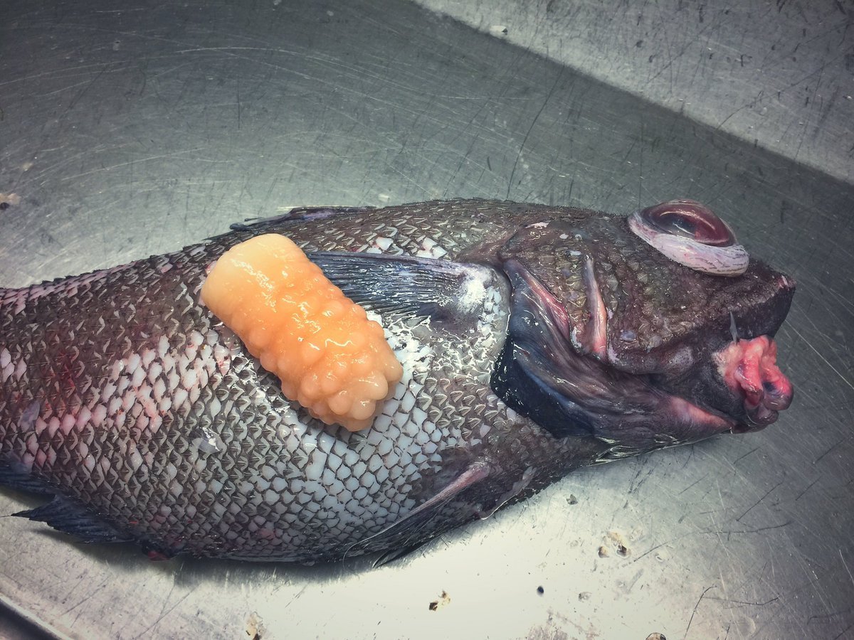 Рыба макрурус