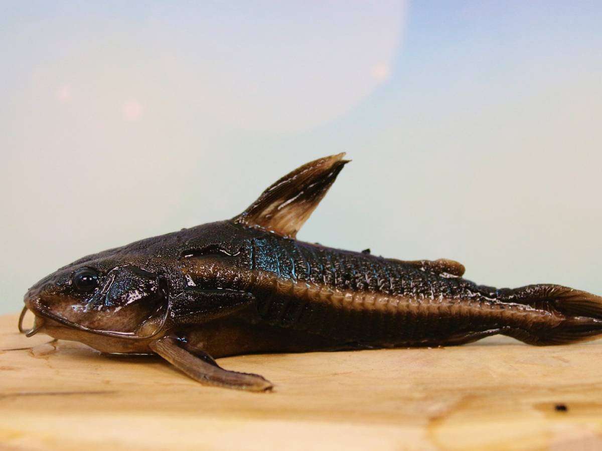 Арктический бычок