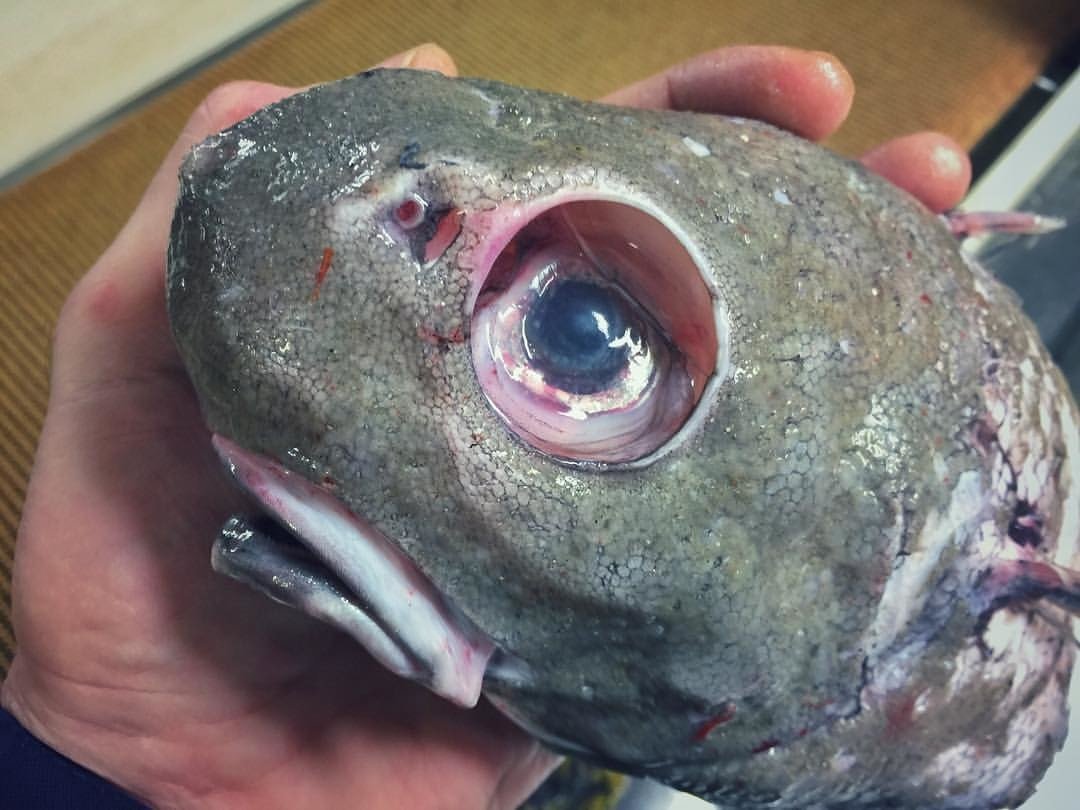 Длинноносая Химера рыба