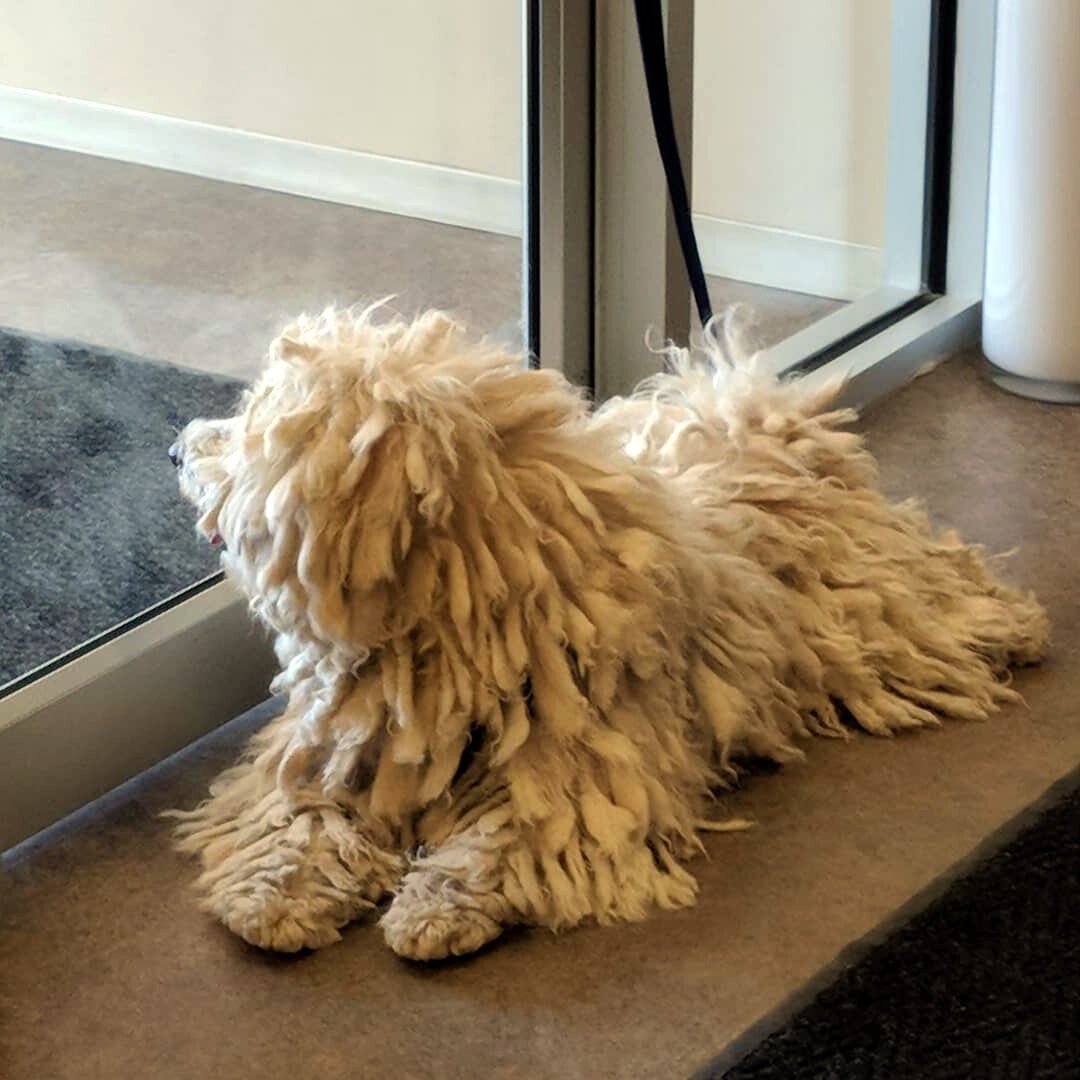 Комондор венгерская овчарка