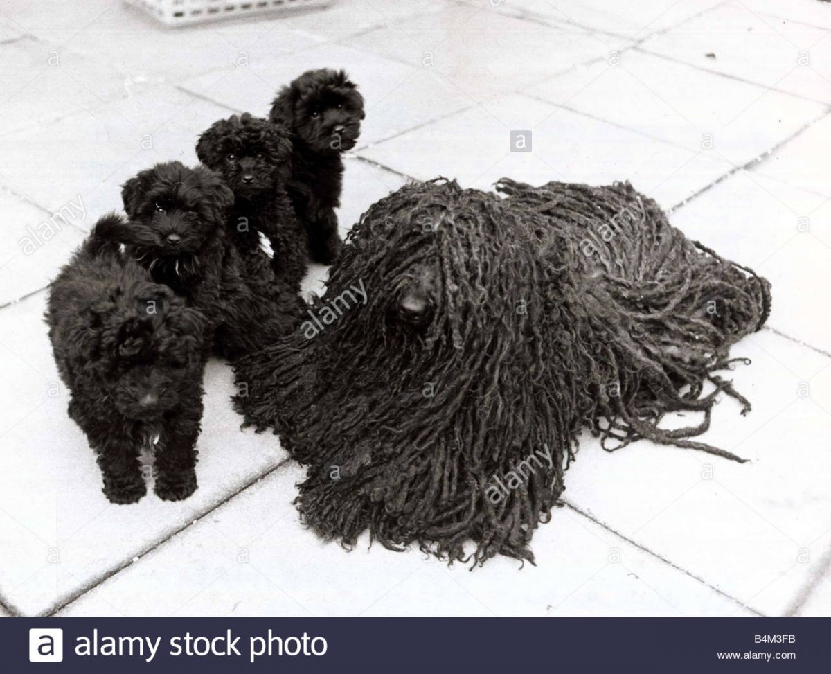 Собака швабра маленькая