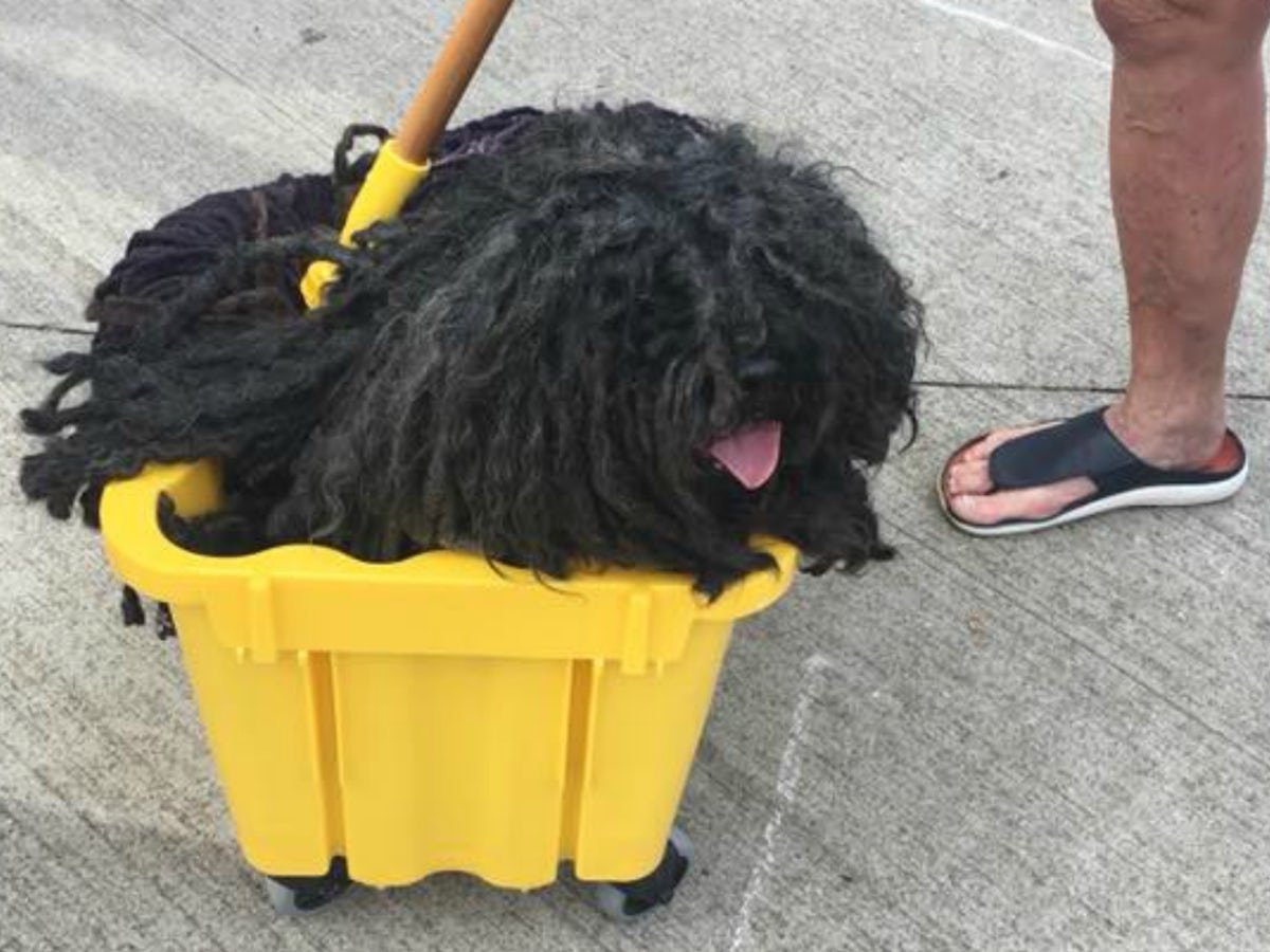 Собака швабра