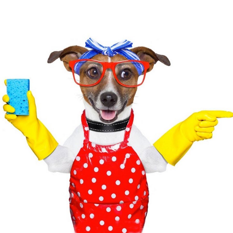 Собака домохозяйка