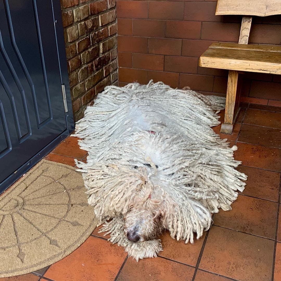 Комондор венгерская овчарка