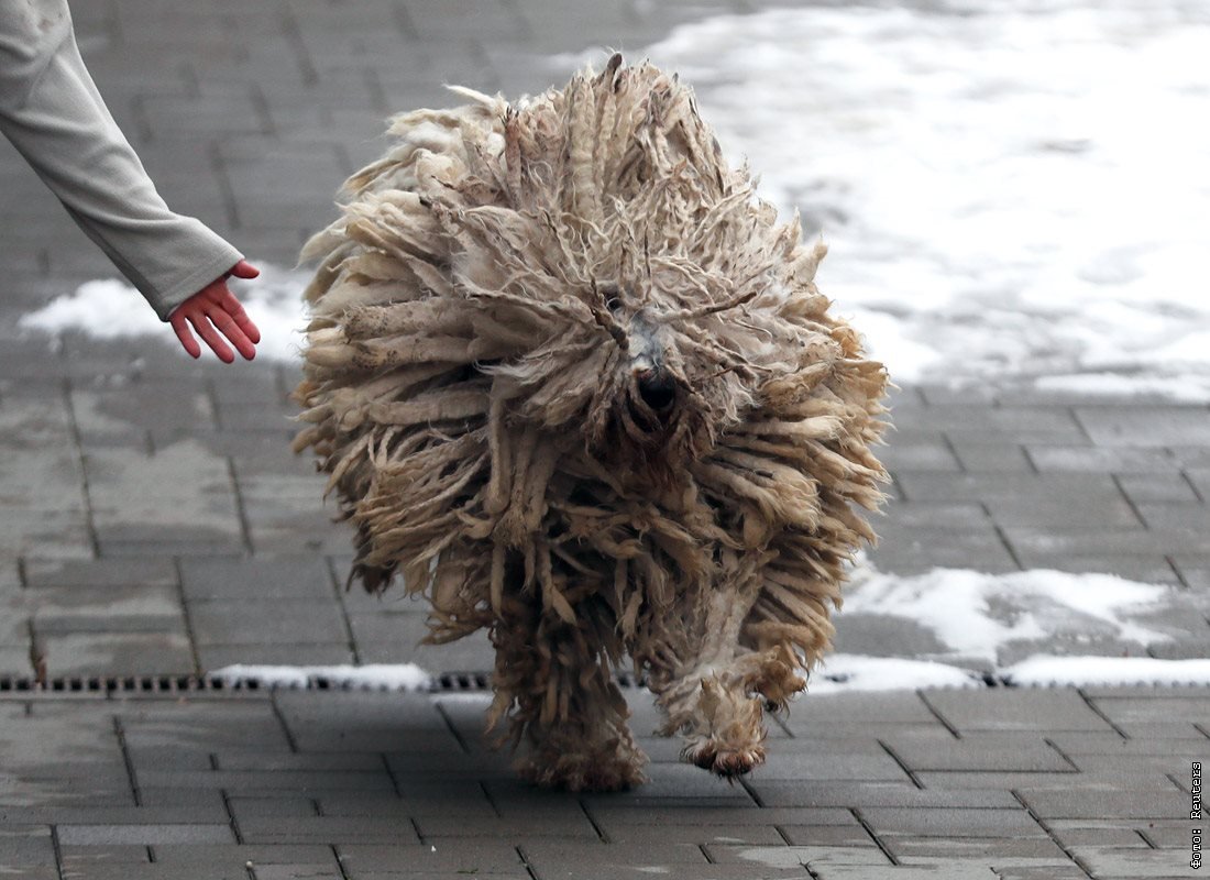 Собака швабра Командор летающая