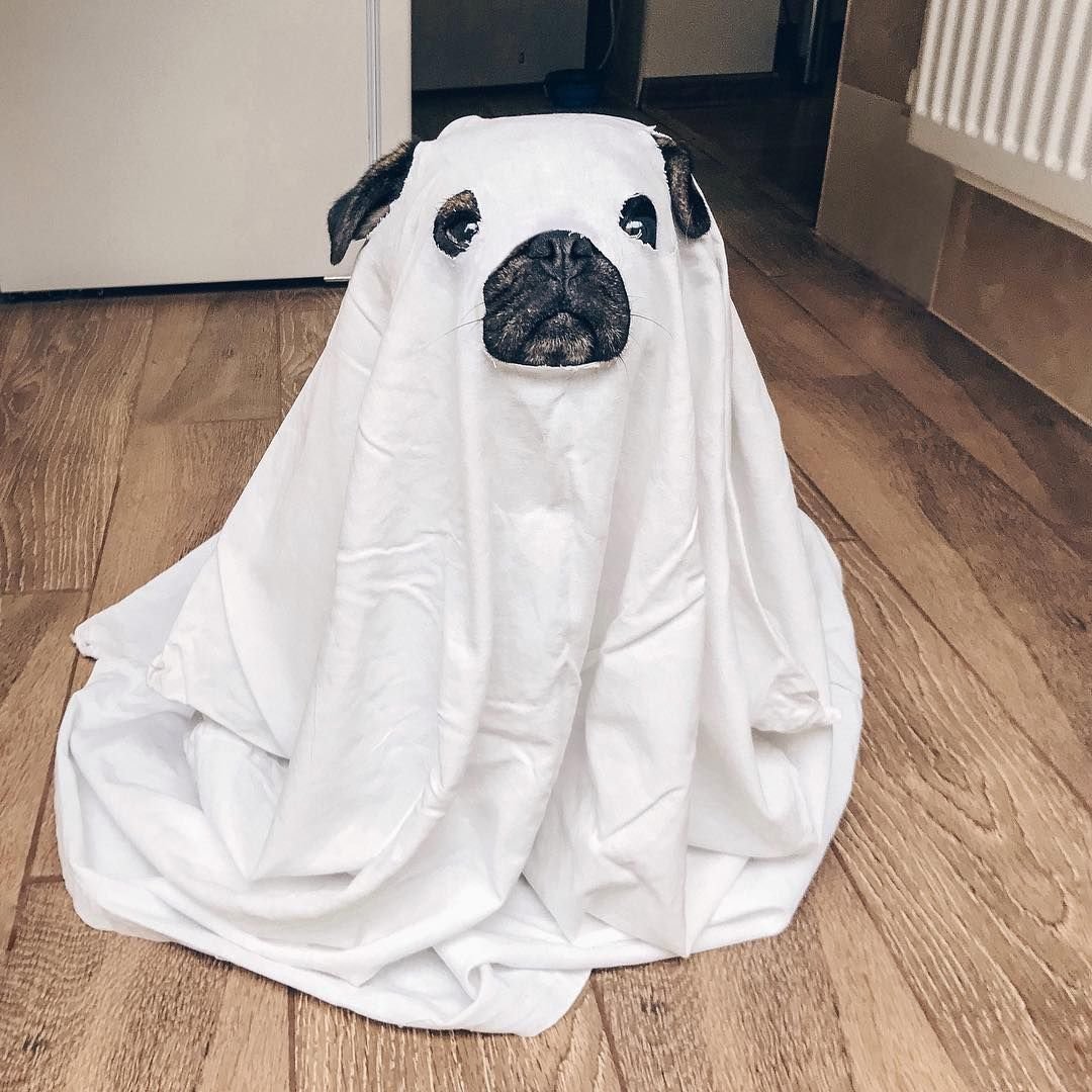 Собака в костюме приведения