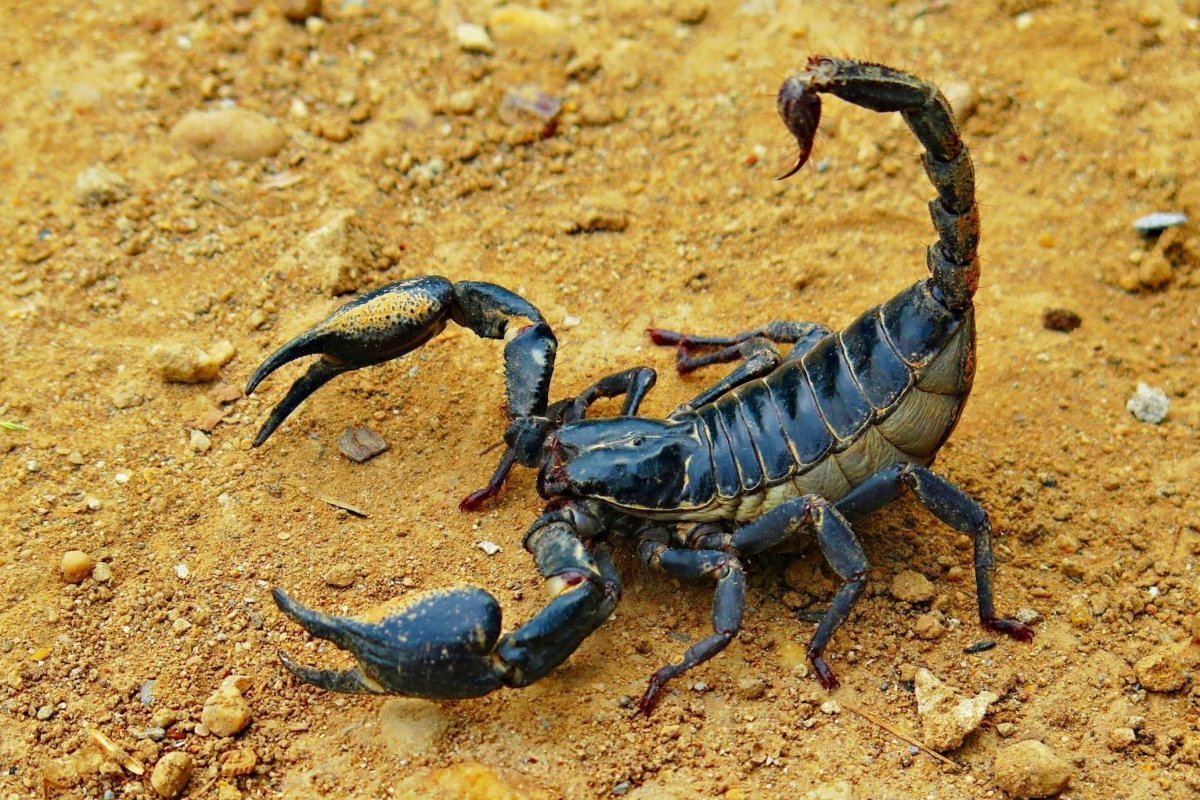 Африканский толстохвостый Скорпион