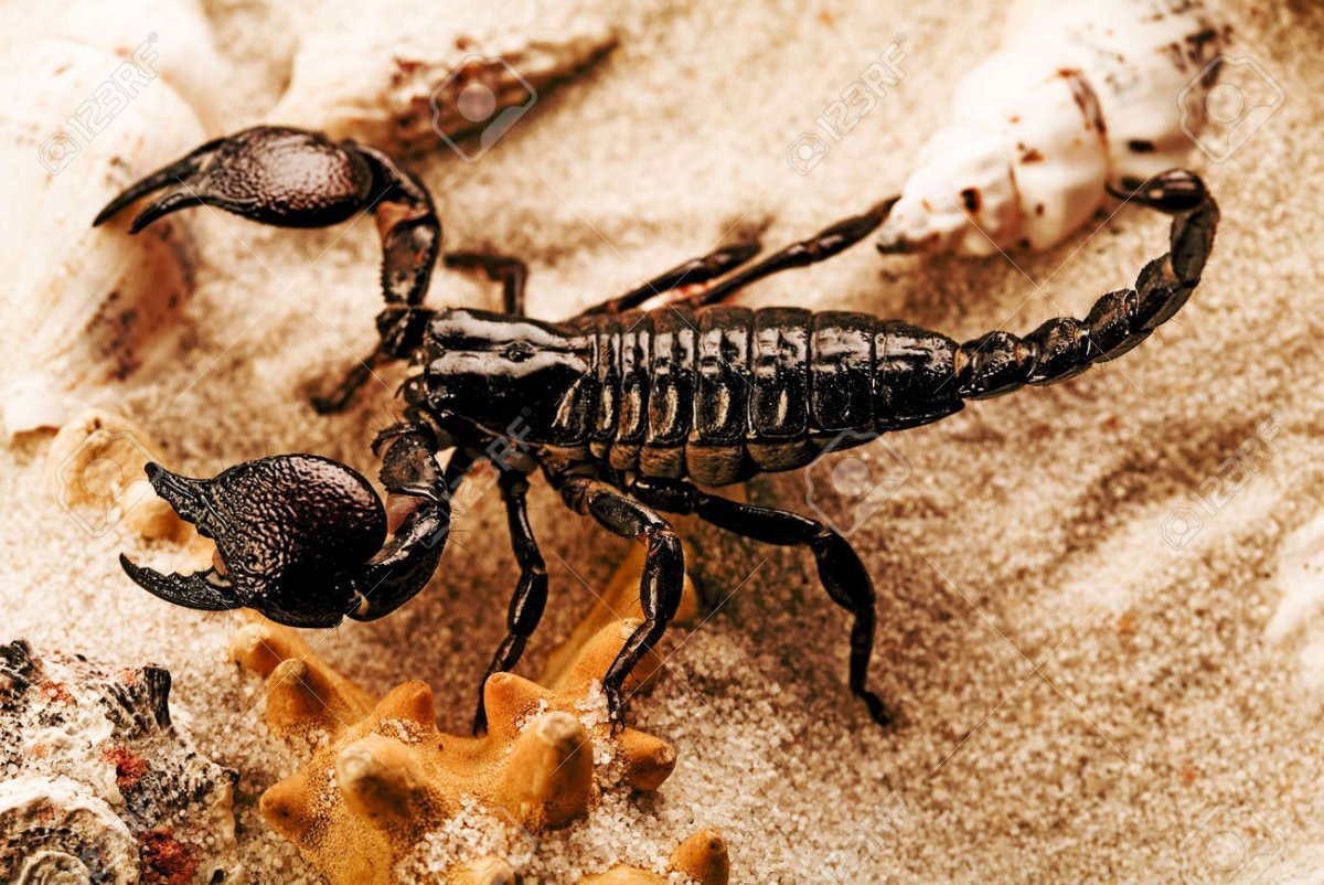 Скорпионий яд