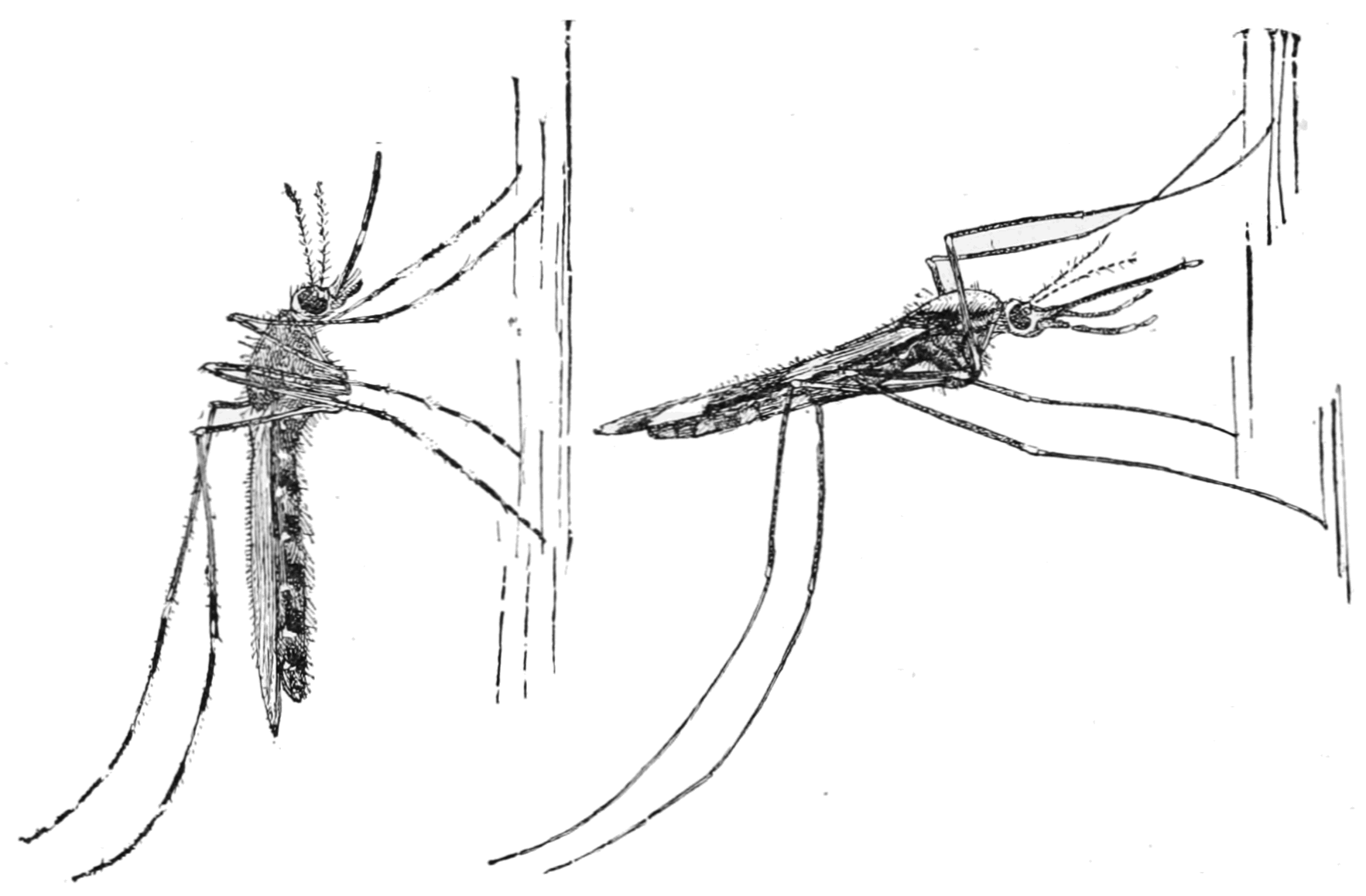 Малярийная муха. Комары рода Anopheles. Комар кулекс. Ротовой аппарат малярийного комара. Распространение комаров рода анофелес.