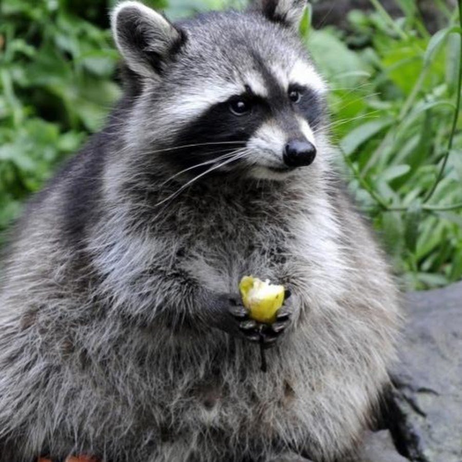 Енот полоскун толстый