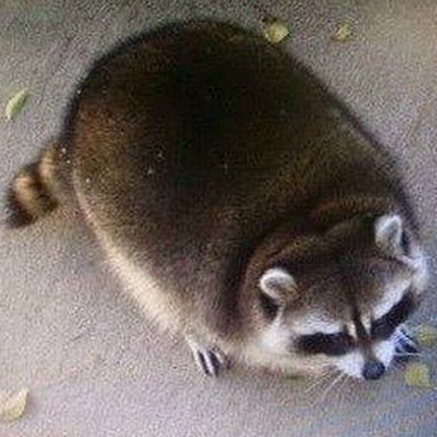 Енот полоскун улыбается